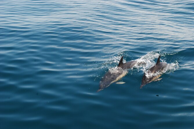 Dolphin Watching and Caves Cruise - How the 2.5 Hours Work in Real Life