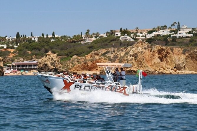 Dolphin Watching and Caves Cruise - Dolphin Watching: Why It Feels Like the Payoff