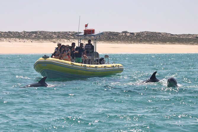 Dolphin Watching at the Arrabida (Lisbon region) - Arrábida Marine Park: what you’re really paying for