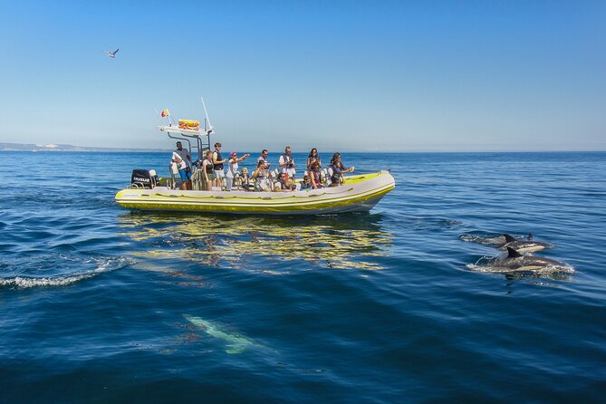 Dolphin Watching at the Arrabida (Lisbon region) - What happens on the boat: the rhythm of a dolphin hunt