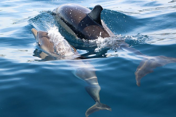 Dolphin Watching at the Arrabida (Lisbon region) - Optional swim: when it’s offered and how to treat it