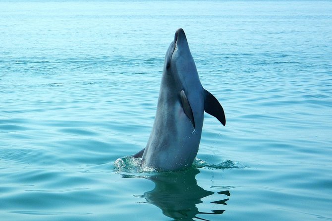 Dolphin Watching at the Arrabida (Lisbon region) - English tour, small group, and who it suits best