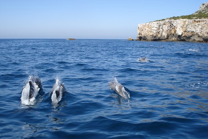 Dolphin Watching at the Arrabida (Lisbon region) - Booking window: why booking 5 days ahead is a smart move