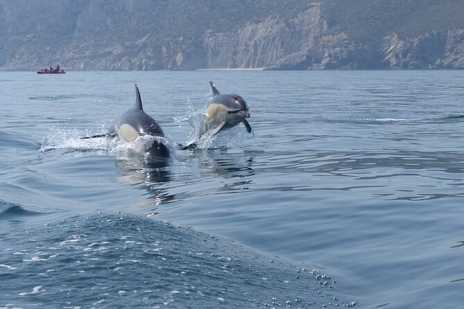 Dolphin Watching at the Arrabida (Lisbon region) - Price and value: $60.07 for dolphins plus the coast