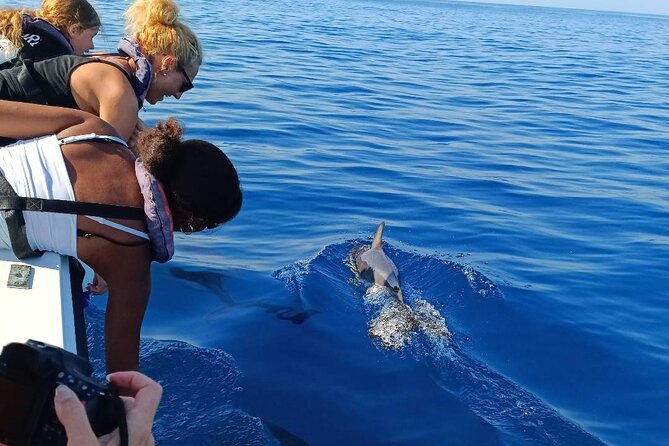 Dolphin Watching from Faro - The Dolphin Search: Atlantic Waters Around Ilha da Culatra