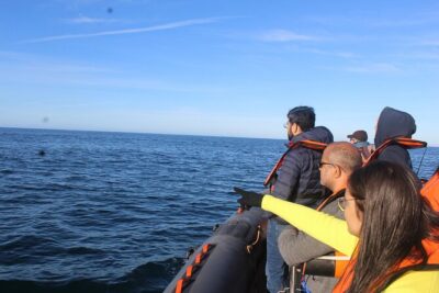 Dolphin Watching from Faro - Ria Formosa Channels to Ilha do Farol: A Calm Start with Wildlife Viewing
