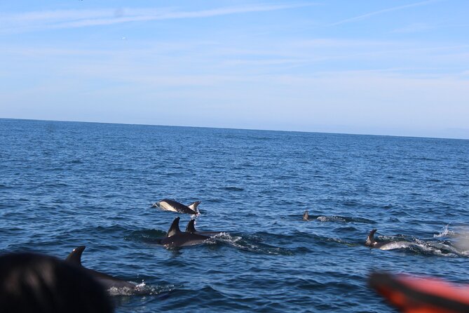 Dolphin Watching from Faro - Returning to Faro as the Tides Change the Story