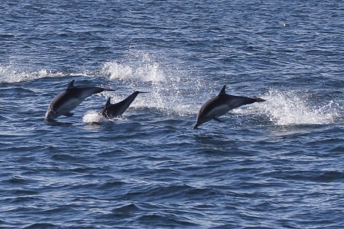 Dolphin Watching from Faro - Weather, Seas, and the Reality of Wildlife Tours