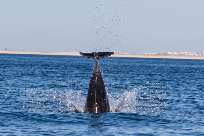 Dolphin Watching from Fuzeta - Fuzeta’s Ria Formosa: why this area works for dolphin watching