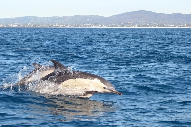 Dolphin Watching from Fuzeta - The skipper’s job: how the route affects what you see