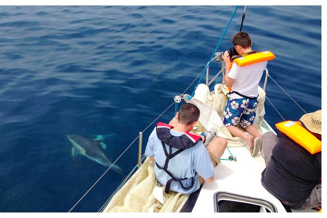Dolphin Watching from Fuzeta - What happens around Fuseta Beach on this 2–3 hour cruise