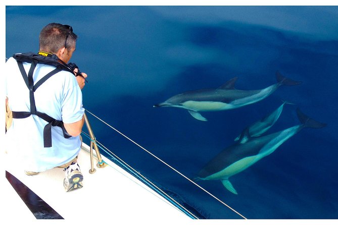 Dolphin Watching from Fuzeta - Dolphins, whales, and the reality of sightings