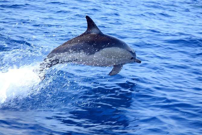 Dolphin Watching from Fuzeta - Price and value: what $42.17 buys you in real terms