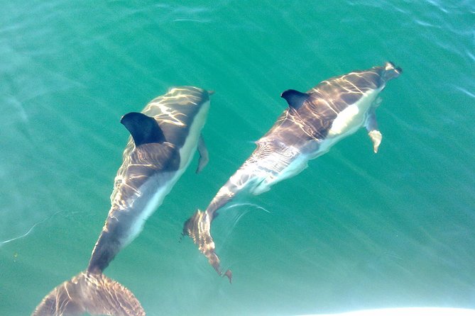 Dolphin Watching from Fuzeta - The 8:00am start: logistics that can make or break your morning
