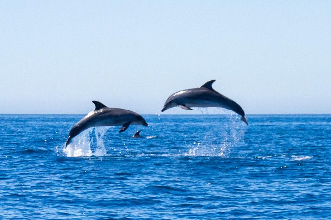 Dolphin Watching from Lagos with Marine Biologists - Getting started at Bluefleet, right by Lagos Train Station