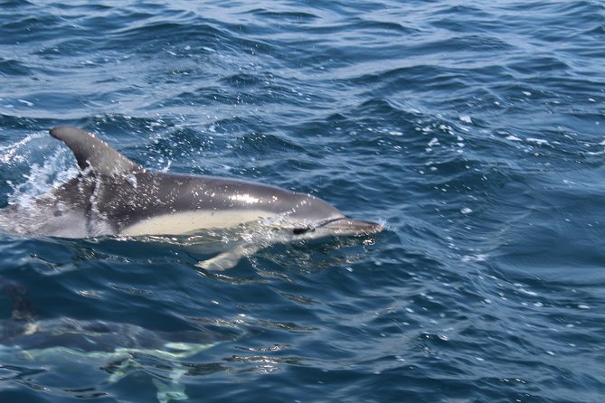 Dolphin Watching from Lagos with Marine Biologists - The dolphin search: what you’ll look for (and how the guides help)