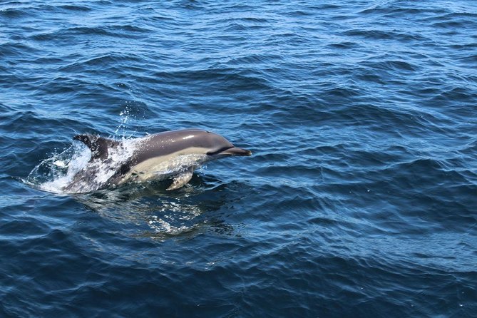 Dolphin Watching from Lagos with Marine Biologists - Who this tour suits best (and who might want to skip it)
