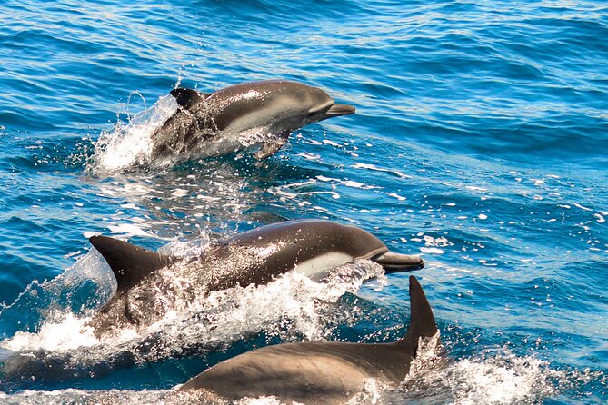Dolphin-Watching in Marina de Lagos - Quick hits before you watch dolphins off Lagos