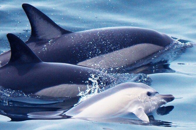 Dolphin-Watching in Marina de Lagos - Why dolphin watching from Lagos feels more real than a “tour”