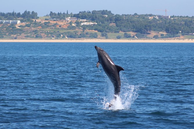 Dolphin-Watching in Marina de Lagos - Stop: the dolphin search and the pod-watching moment