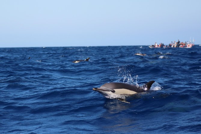 Dolphin-Watching in Marina de Lagos - Does this include the Benagil area?