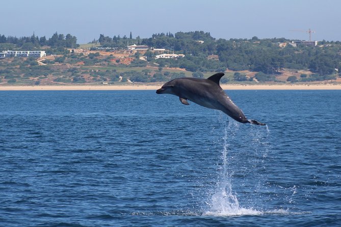 Dolphin-Watching in Marina de Lagos - What “English-friendly” really means for your experience