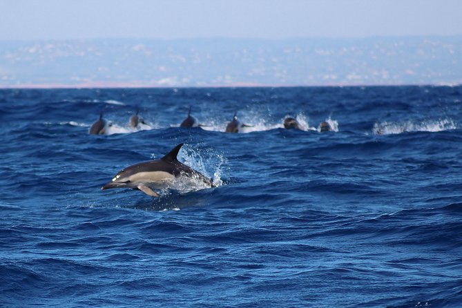 Dolphin-Watching in Marina de Lagos - What you should bring (so your camera doesn’t suffer)