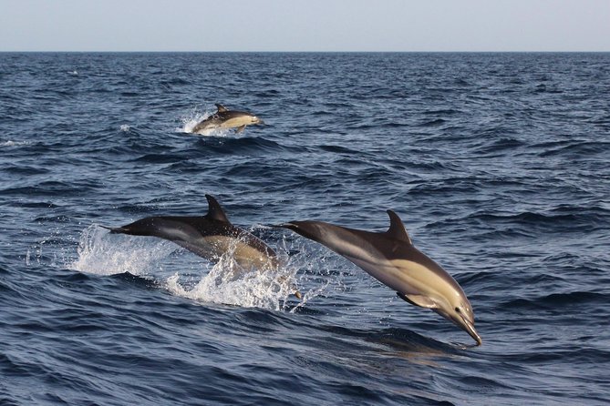 Dolphin-Watching in Marina de Lagos - Weather, timing, and the odds of a great sighting
