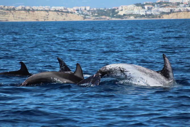 Dolphin-Watching in Marina de Lagos - Your 90-minute plan, from meeting point to back again