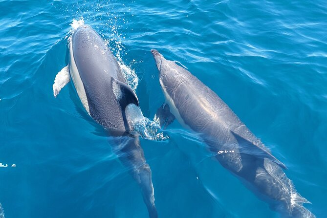 Dolphin Watching in Sesimbra - Key Things You Should Know First