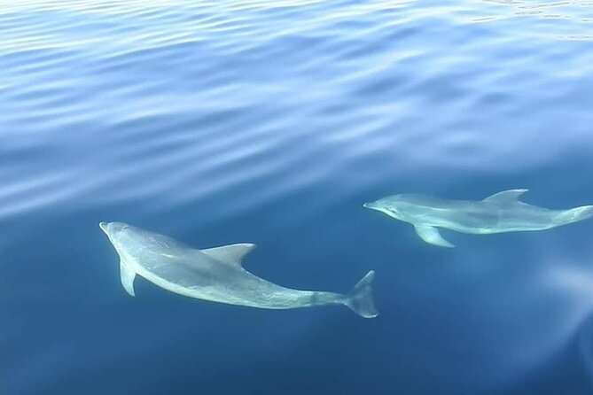 Dolphin Watching in Sesimbra - Setting Out From Porto Abrigo (and What to Bring)