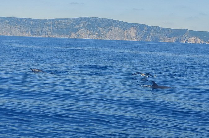 Dolphin Watching in Sesimbra - Dolphin Watching: What to Expect After Leaving Port