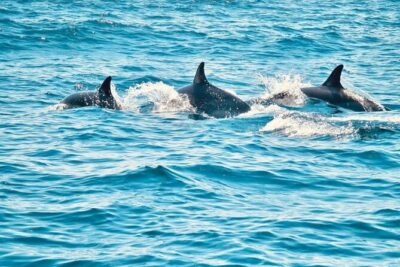 Dolphin Watching in Sesimbra - What the 3-Hour Sesimbra Boat Time Feels Like
