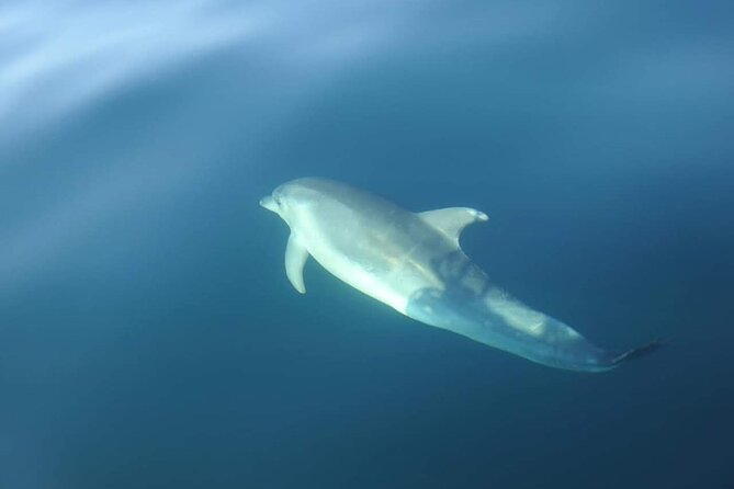 Dolphin Watching in Sesimbra - Animal Welfare and Learning That Doesn’t Feel Like Homework