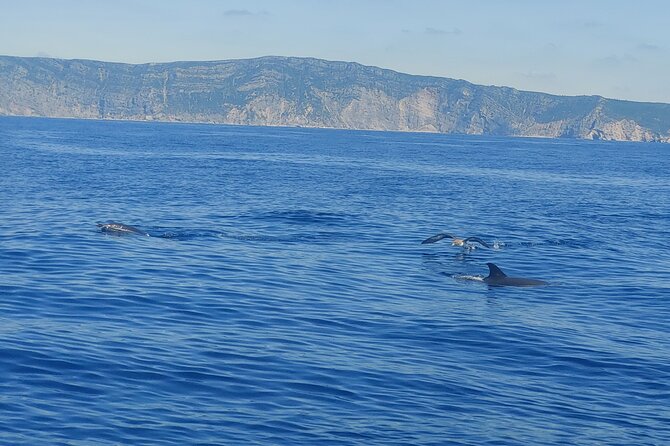 Dolphin Watching in Sesimbra - Crew, Group Size, and English—So You Can Actually Ask Questions