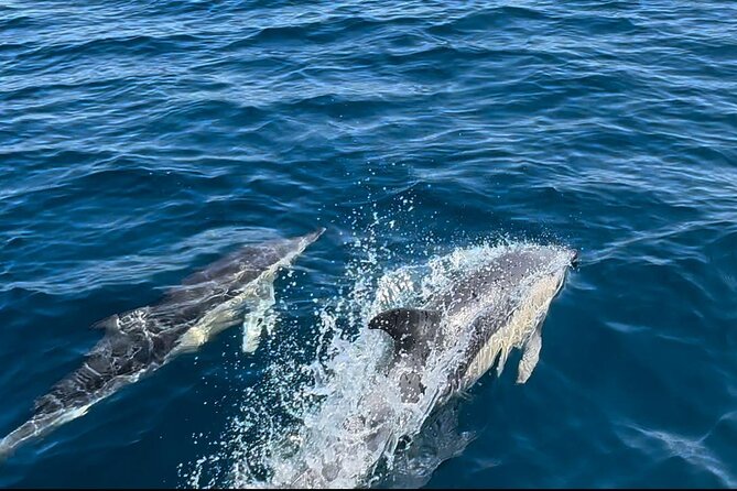 Dolphin Watching in Sesimbra - Price in Context: Is $59.91 Good Value for a 3-Hour Wildlife Trip?