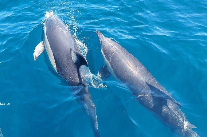 Dolphin Watching in Sesimbra - Weather Matters More Than You Think