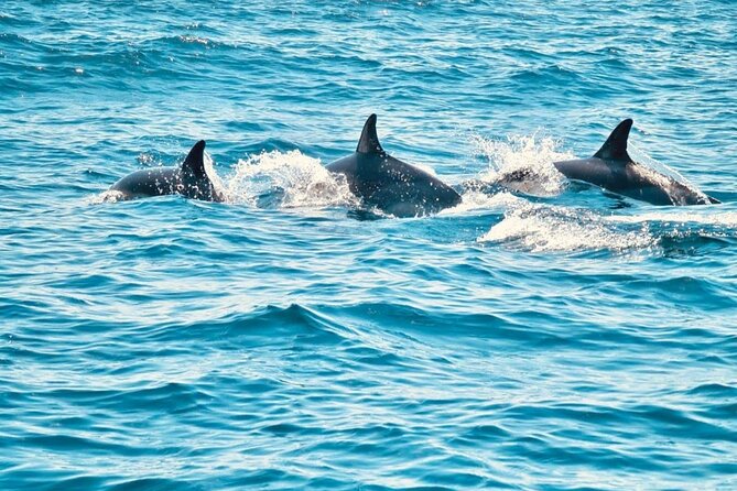 Dolphin Watching in Sesimbra - What the 3-Hour Sesimbra Boat Time Feels Like