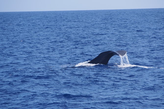 Dolphin - Whale - Turtle - Bird Watching - From Praca do Povo to the first wildlife check