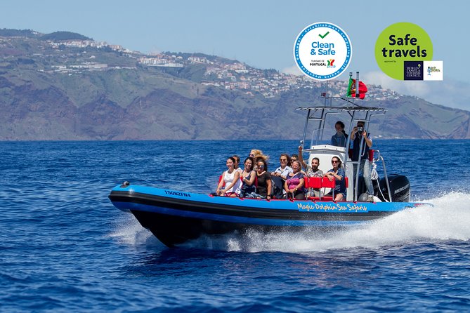 Dolphin - Whale - Turtle - Bird Watching - Camara de Lobos by the water: Churchill’s painting spot