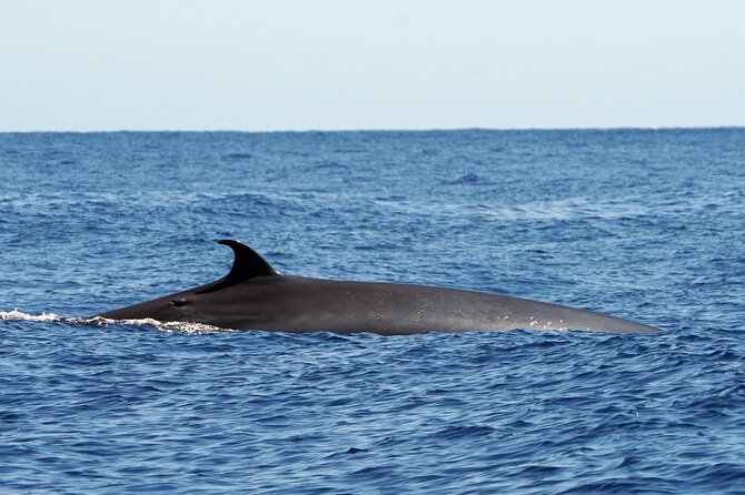 Dolphin - Whale - Turtle - Bird Watching - Dolphins, whales, turtles, and birds: what to expect and how to help