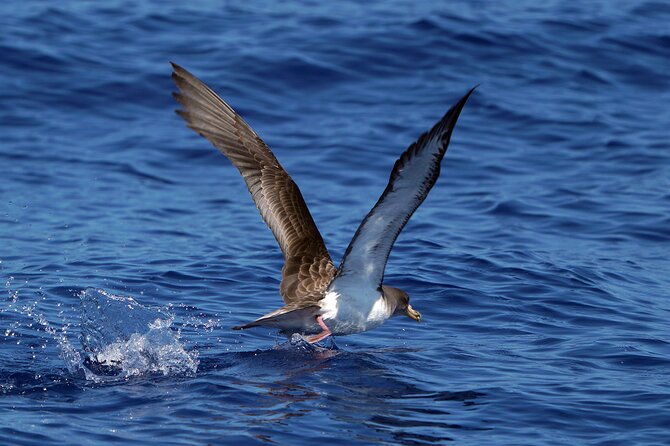 Dolphin - Whale - Turtle - Bird Watching - Price, comfort, and booking timing in Madeira