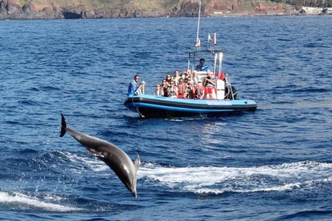Dolphin - Whale - Turtle - Bird Watching - Should you book Magic Dolphin’s sea safari?