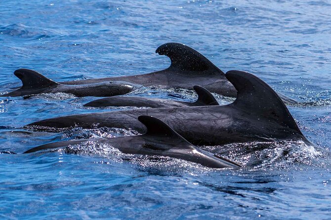 Dolphin - Whale - Turtle - Bird Watching - FAQ