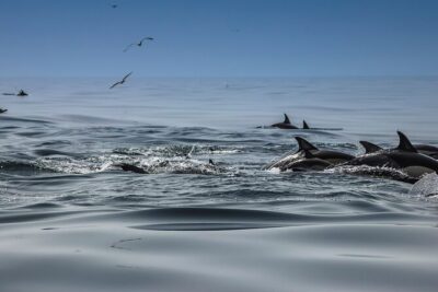 Dolphins & Benagil Caves with Biologist guide - Meeting in Parchal and finding the right launch