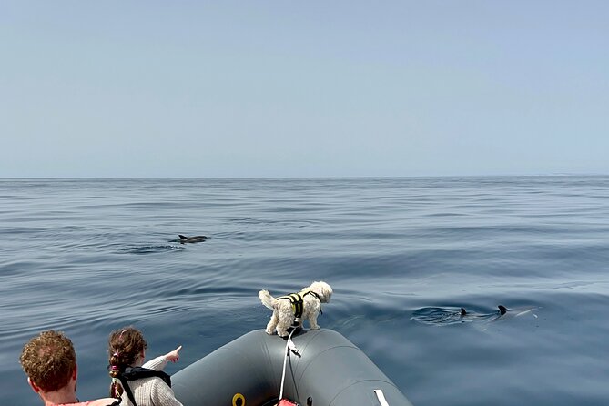 Dolphins & Benagil Caves with Biologist guide - Ferragudo’s Castelo De Ferragudo: the coast with a backstory feel