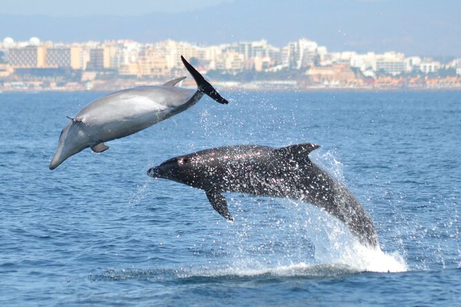Dolphins Watching - Key Things I’d Note Before You Go
