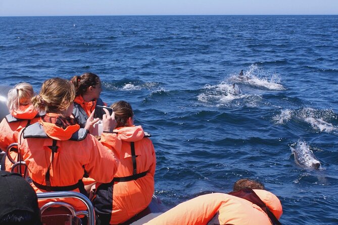 Dolphins Watching - Portimão Dolphin Watching: What Makes This Tour Different
