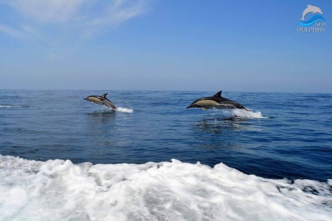 Dolphins Watching - Wild Dolphins, No Feeding: What “Protection” Means for Your Encounter