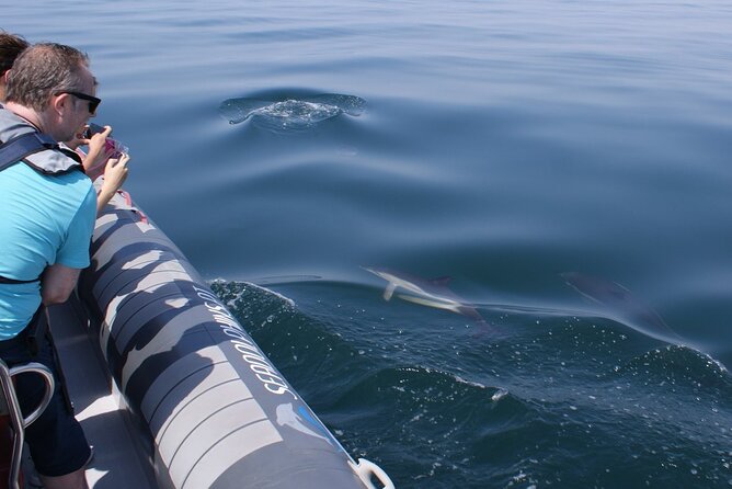 Dolphins Watching - The Search for Dolphins: How Skippers Work the Area